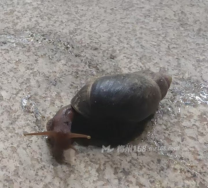 兴宁某小区发现拳头大的蜗牛,吓死人哦~