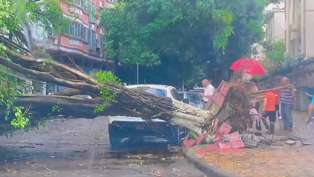 梅州突下大雨,多地路樹倒了,還砸到了車…