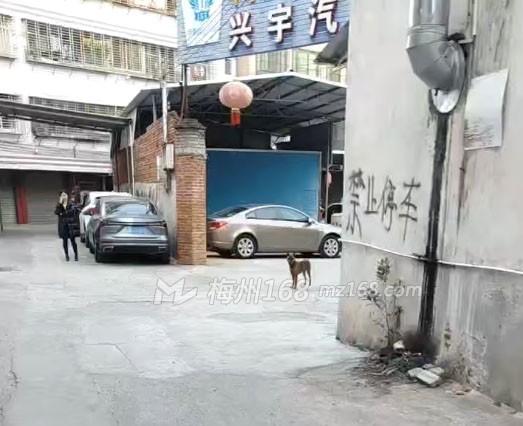 興寧有狗三更半夜狂吠，嚴重擾民何時休？