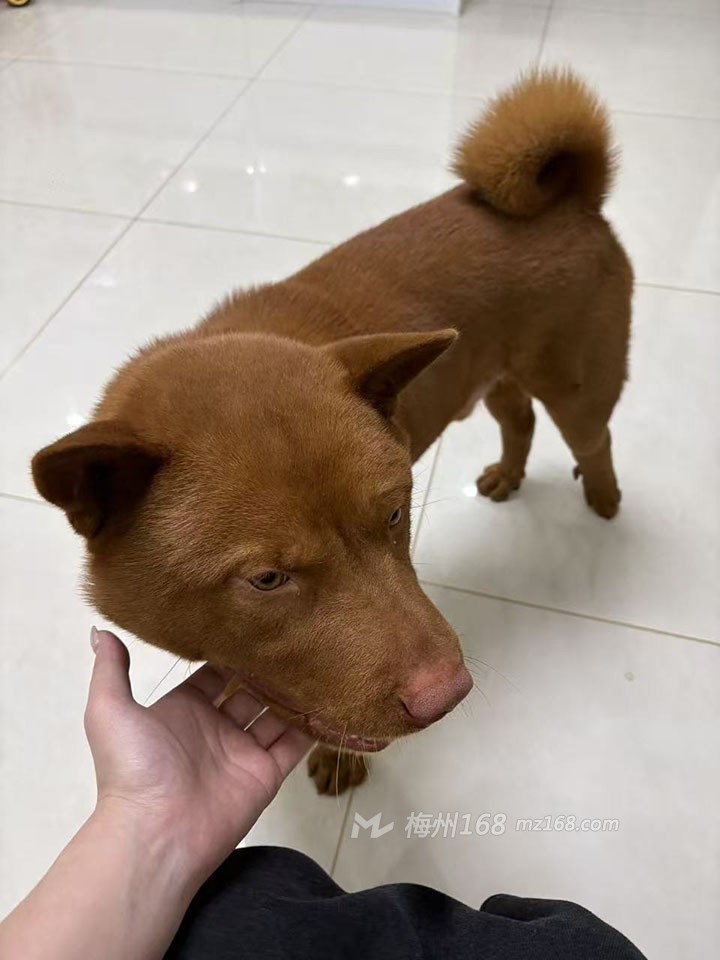 尋找一條興寧毅德城走失四五天的狗狗！酬謝！