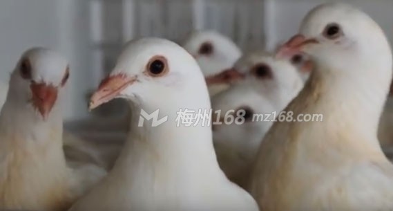 兴宁实力彻底瞒不住了！产值达31.2亿！